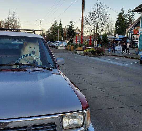dog